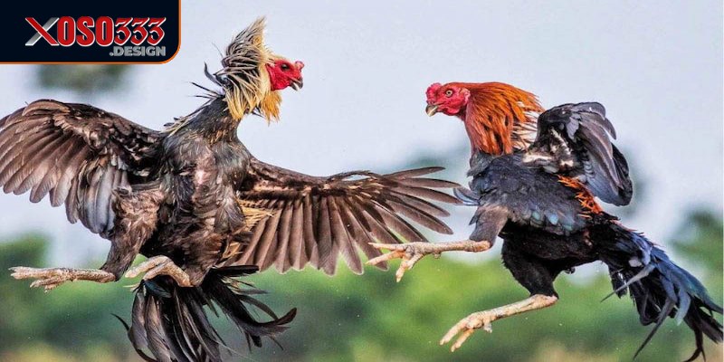 Đá Gà Thomo Xoso333 - Kinh Nghiệm Cá Cược Dành Cho Người Mới 1 Đá gà Thomo Xoso333 mang đến cơ hội cá cược hấp dẫn