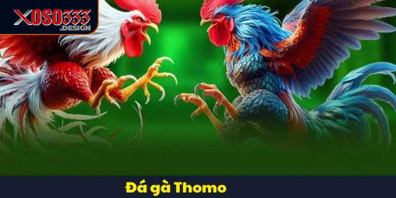 Đá Gà Thomo Xoso333 - Kinh Nghiệm Cá Cược Dành Cho Người Mới 3 Cược kết quả theo tỷ số đòi hỏi kỹ năng phân tích và kinh nghiệm cao